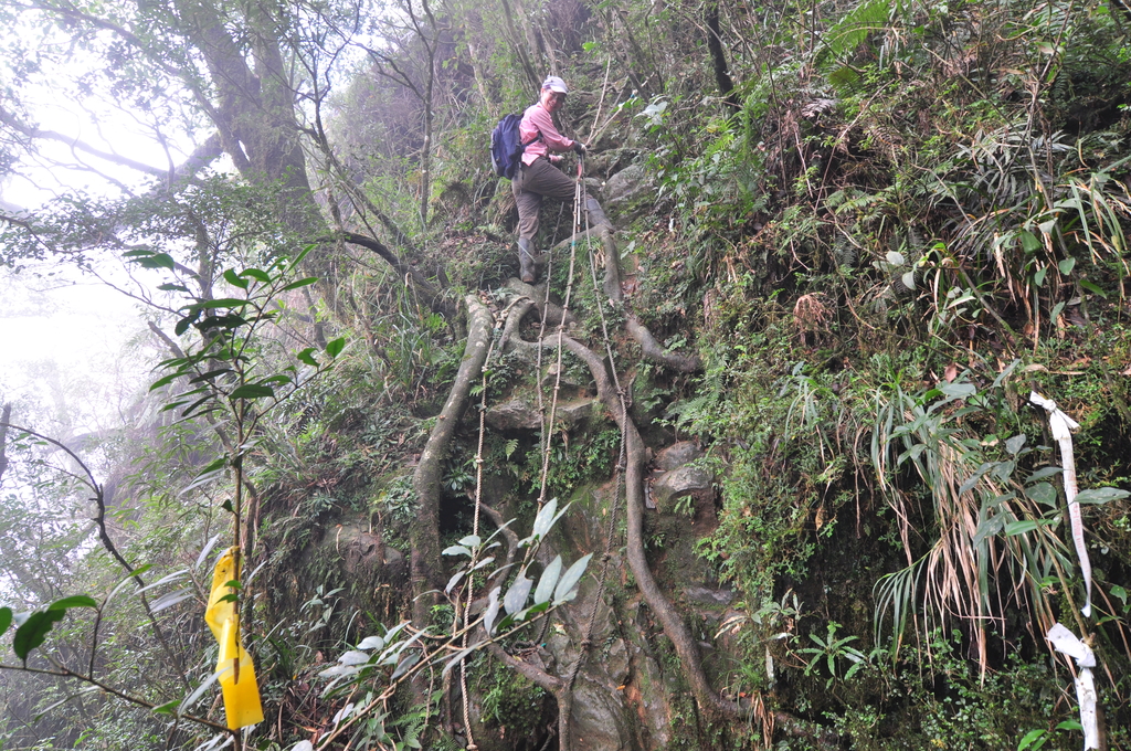 image.jpeg - 21051107卡保逐鹿賞山毛櫸