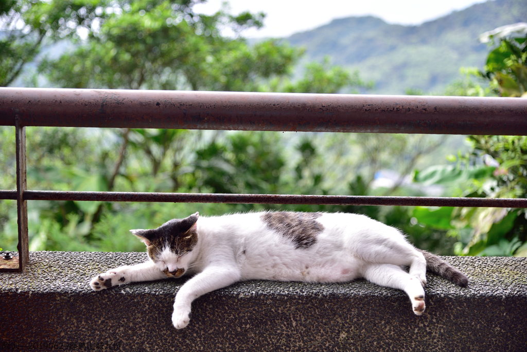 DSC_0358_4665.JPG - 20190629經典九份