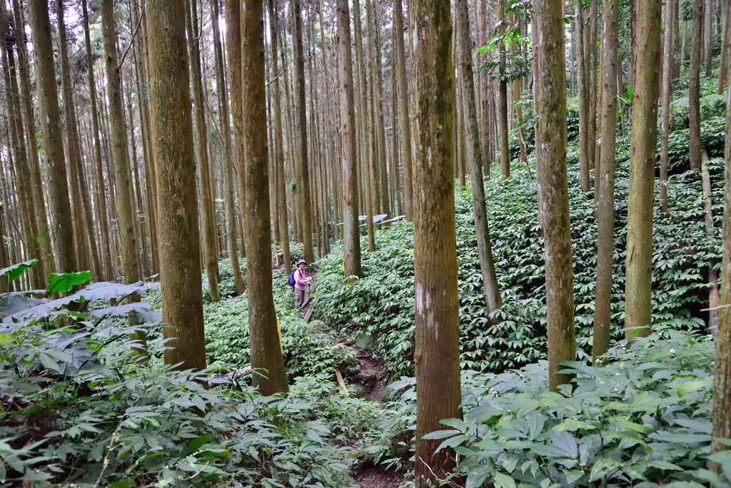 DSC_8129_3416.JPG - 2019向天湖山