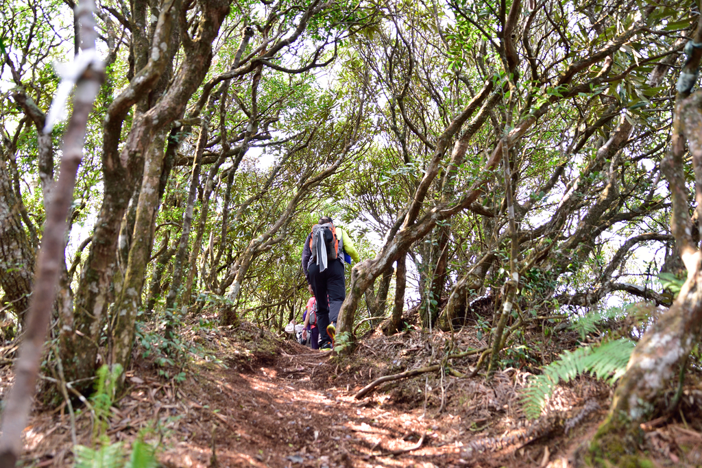 DSC_5547_1935.JPG - 2018加里山