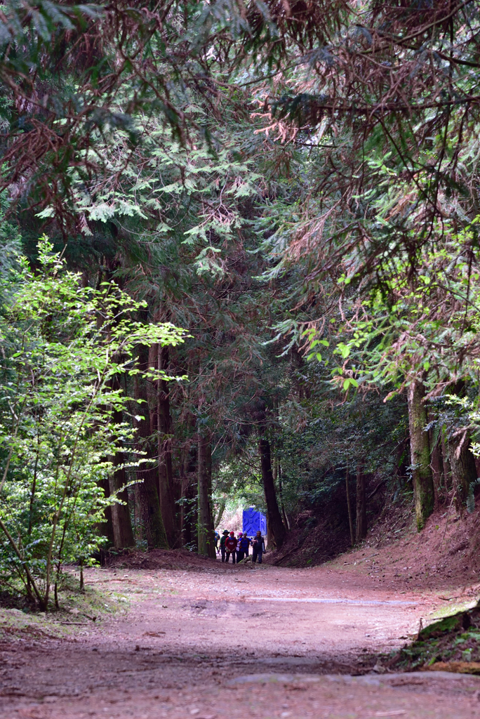 DSC_3414_6327.JPG - 0501北坑山大板根