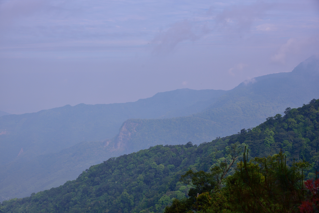 DSC_3444_6351.JPG - 0501北坑山大板根
