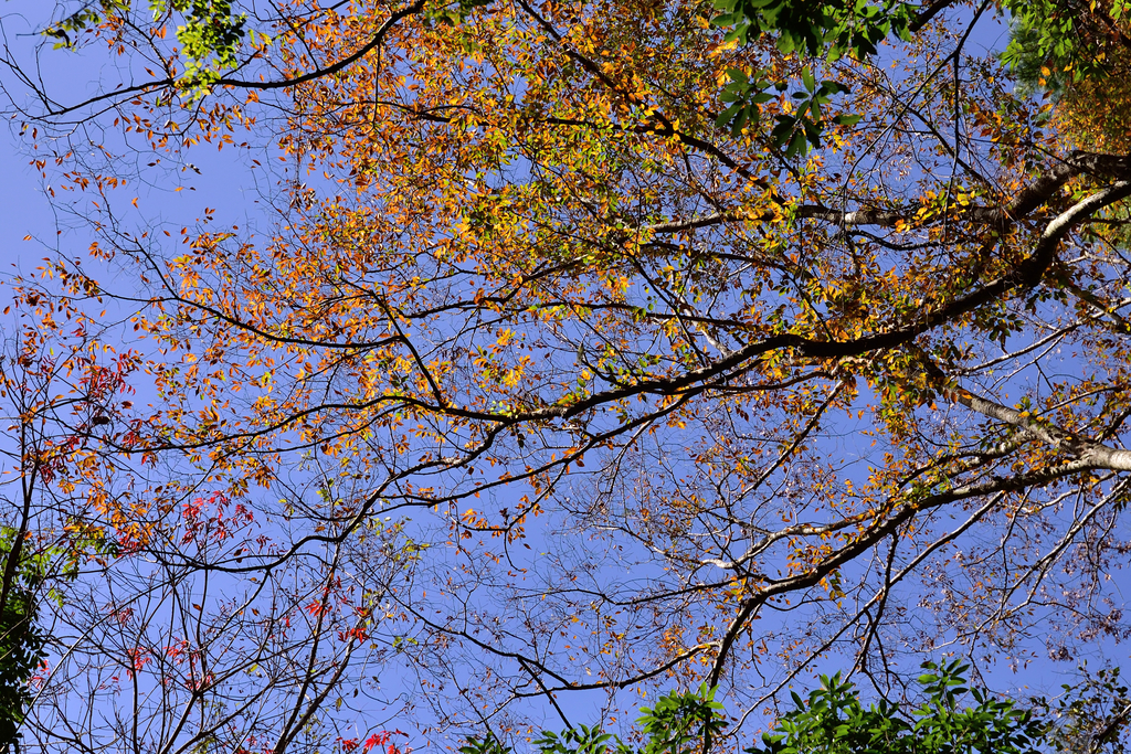 DSC_5788_7765.JPG - 20210124芝生毛台山
