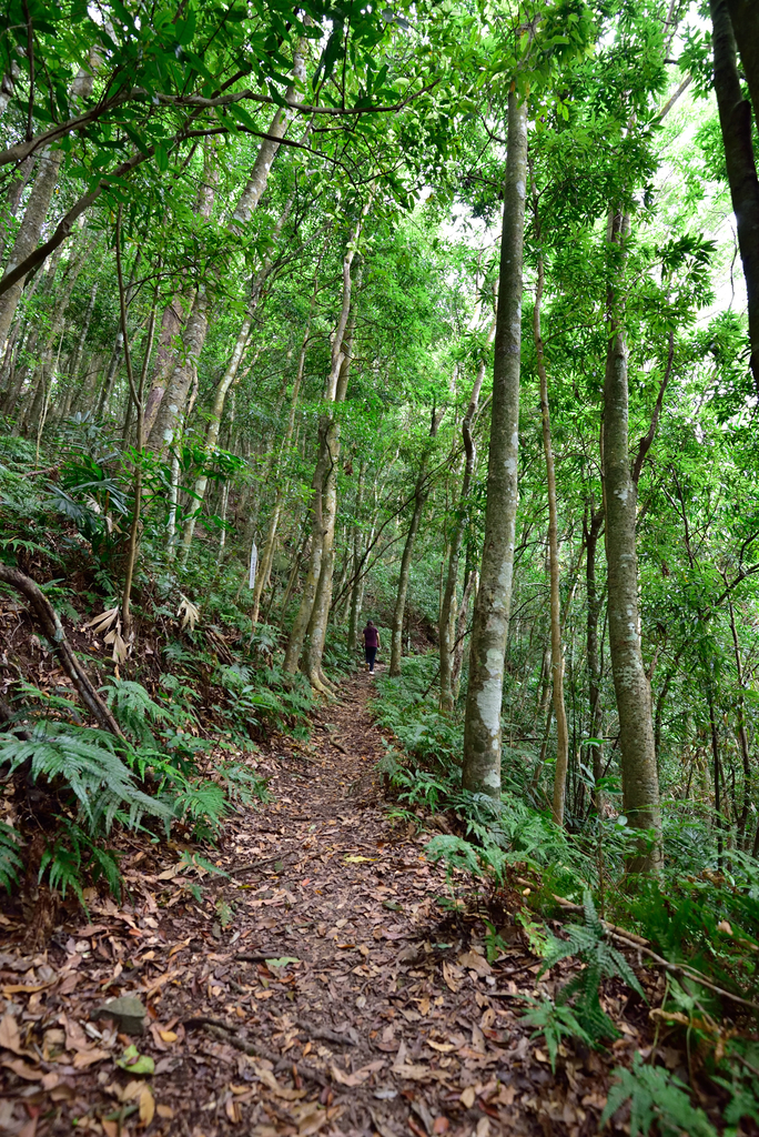 DSC_5295_7225.JPG - 20200905上島山