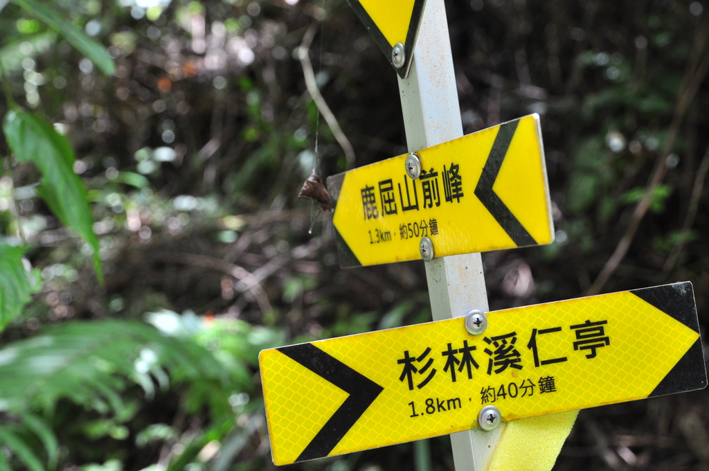 DSC_3347.JPG - 2017水漾森林
