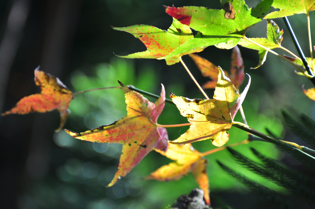 DSC_6745.JPG - 2015馬拉邦山