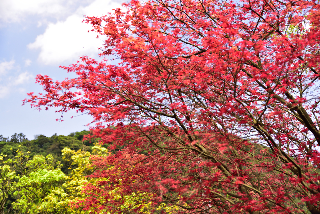 DSC_5372_1826.JPG - 2018鹿崛坪古道+情人湖