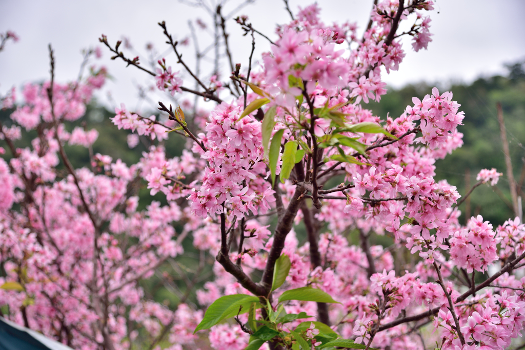 DSC_8531_3618.JPG - 2019火炎山